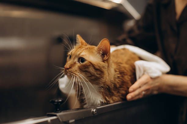 Do Professional Pet Bathing Services Help With Allergies?