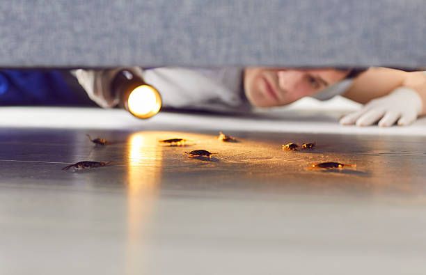7 Signs Your Cockroach Problem Needs a Pro