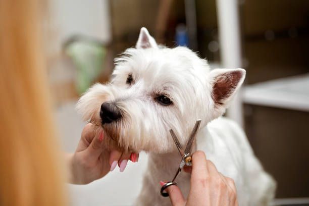 5 Signs Your Dog Needs Grooming Now