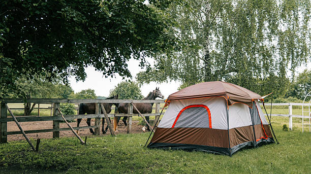 Summer Horse Camps in Fairfield, CA