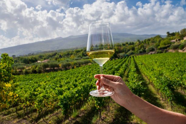DIY vs Guided Vineyard Route: Which Wins?