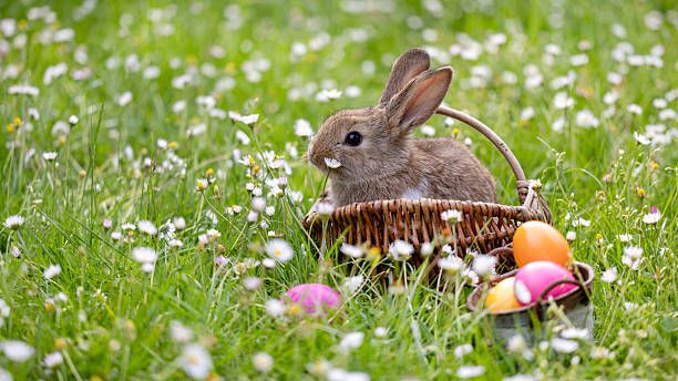 Boarding Your Rabbit for the First Time